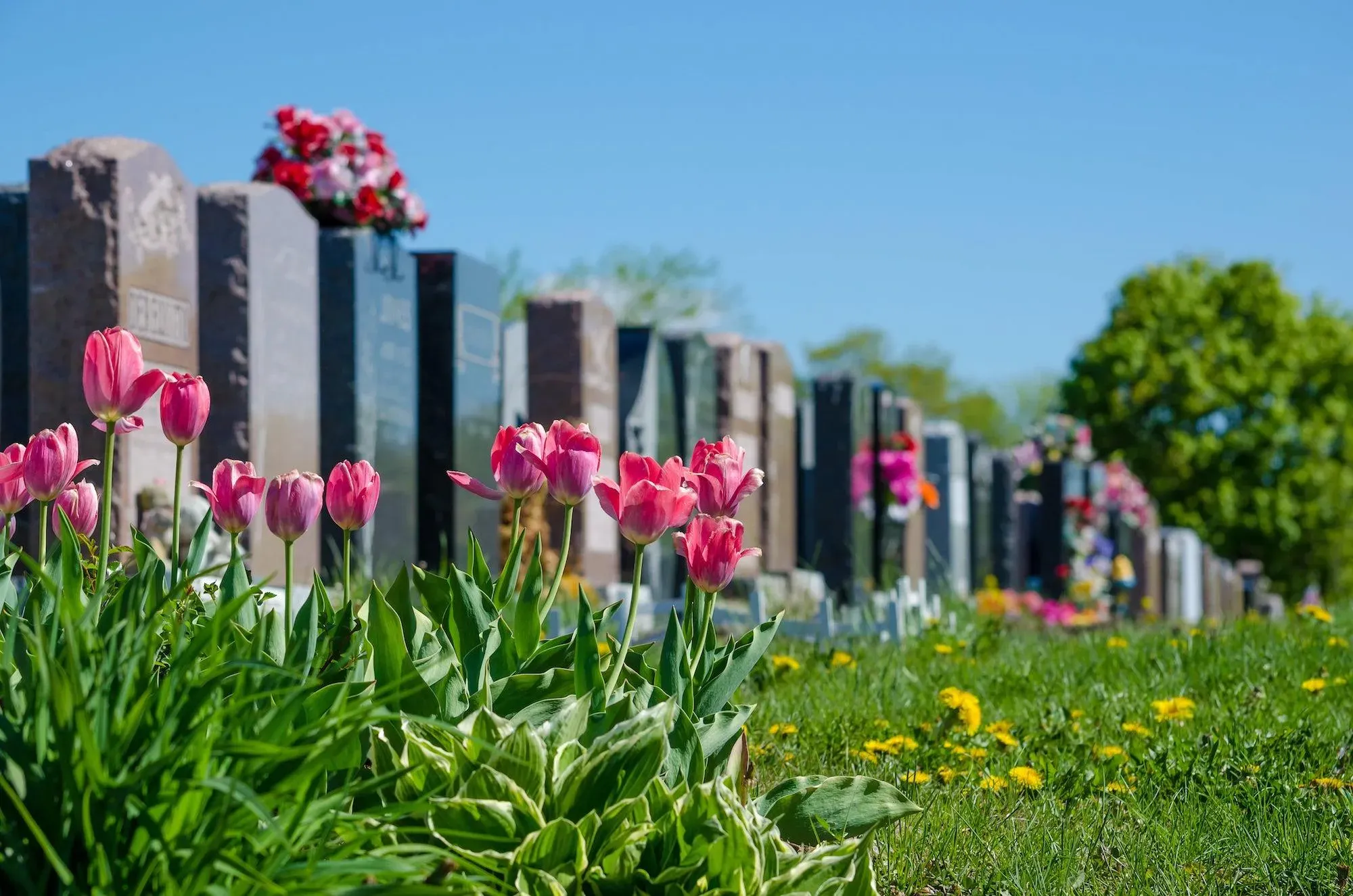 Cimetière fleuri de tulipes roses devant des alignées de stèles funéraires.